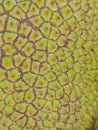 Jackfruit surface shows packed polygonal bumps with earthy hues, highlighting nature's geometric complexity Royalty Free Stock Photo