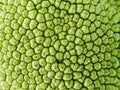 Jackfruit surface texture Royalty Free Stock Photo