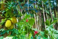 Jackfruit and Tahitian red ginger Royalty Free Stock Photo