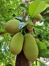 jackfruit thorn asian young green tree plant plants garden botani botanical crop sweet seed