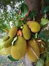 Jackfruit on the tree