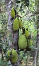 Jackfruit on a tree