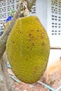 Jackfruit on the tree