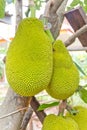 Jackfruit on the tree