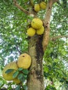 Jackfruit tree