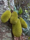 Jackfruit tree