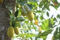 Jackfruit tree Artocarpus heterophyllus