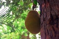 A jackfruit tree that is bearing fruit in front of my office Royalty Free Stock Photo