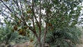 The jackfruit tree is bearing very heavy fruit