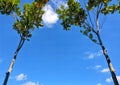 Jackfruit tree with a beautiful blue sky Royalty Free Stock Photo