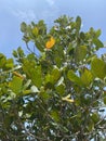 jackfruit tree branches and nature Royalty Free Stock Photo