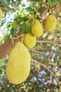 Jackfruit on the tree