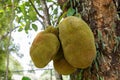 Jackfruit in the tree close-up Photography