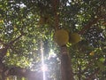 Jackfruit Tree form the button with big fat fruits on it, Thailand Royalty Free Stock Photo