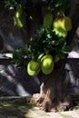 Jackfruit tree with fruits on its lower tree trunk