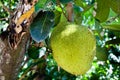 Jackfruit on the tree