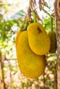 Fresh jackfruit on tree Royalty Free Stock Photo