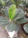 Group of jackfruit tree leaf green closeup