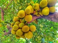 jackfruit tree with lots of fruit
