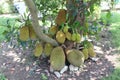 Jackfruit tree with lots of jackfruits hanging. healthy