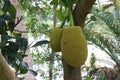 Jackfruit tree with lots of jackfruits hanging. healthy food