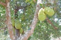 Jackfruit tree with lots of jackfruits hanging. nature and healthy food concepts