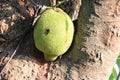 jackfruit tree (?) in luang prabang (laos)
