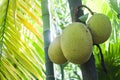 Jackfruit tree in Minneriya, Sri Lanka