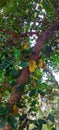Jackfruit tree near my place