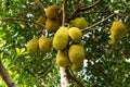 Jackfruit tree. Royalty Free Stock Photo