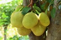 jackfruit tree