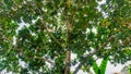 The jackfruit tree produces abundant fruit