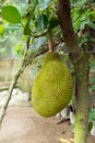 Jackfruit on tree