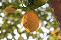 A jackfruit on the tree ripe and ready to eat. Fruit with yellow flesh, sweet taste, crispy