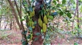jackfruit tree in small jackfruit