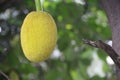 Jackfruit on the tree Royalty Free Stock Photo