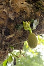 Jackfruit on the jackfruit tree tropical fruit on nature leaf background