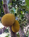 Jackfruit Tree and two young Jackfruits growing hanging from branch. Royalty Free Stock Photo