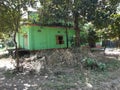 Jackfruit tree of village farm house