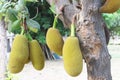 Jackfruit Royalty Free Stock Photo