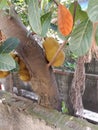 Jackfruit tree young leaf with old leaf Royalty Free Stock Photo