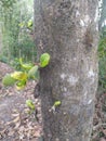 jack fruits tree on trunks Royalty Free Stock Photo