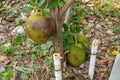 Jackfruit trees in garden. Royalty Free Stock Photo