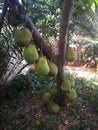Jackfruit trees in the garden are very productive.