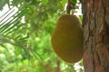Jackfruit on trees that grow in front of the office Royalty Free Stock Photo