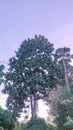 Jackfruit trees grow tall in tropical forests