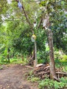 Jackfruit trees in indonesia Royalty Free Stock Photo