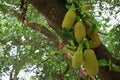 Jackfruit trees produced many yellow jackfruit. Royalty Free Stock Photo