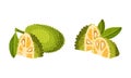 Jackfruit tropical fruit. Chopped ripe sweet delicious green fruit with seed coat and fibrous core vector illustration