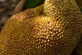 Jackfruit tropical fruit